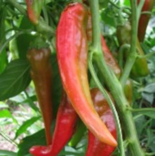 Isleta Long Peppers HP1096-20