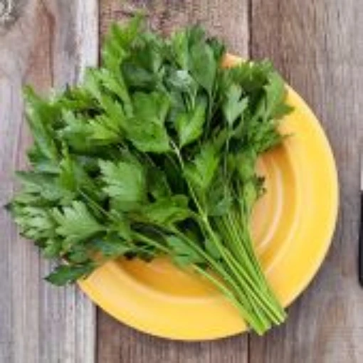 Italian Flat Leaf Parsley HB160-100