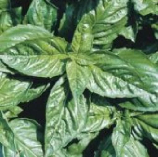 Italian Large Leaf Basil HB10-100