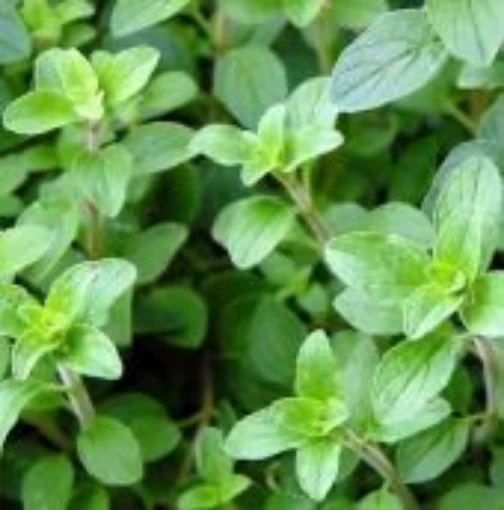 Italian Oregano HB122-100