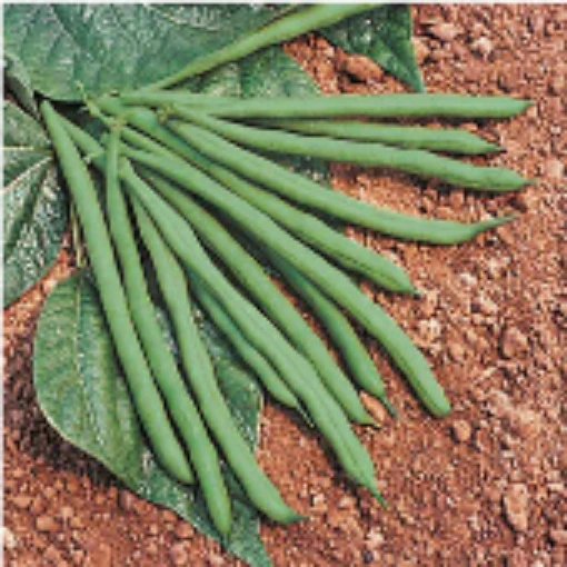 Jade Bush Beans BN93-50