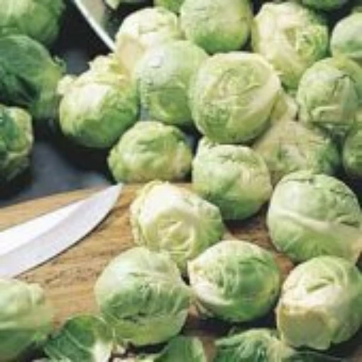 Jade Cross Brussels Sprouts BS2-100