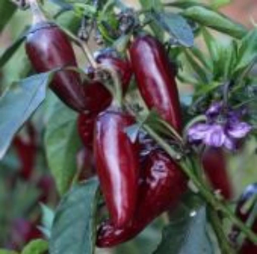 Purple Jalapeno Peppers HP194-20