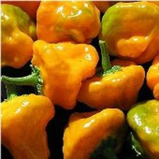 Jamaican Gold Peppers HP131-10