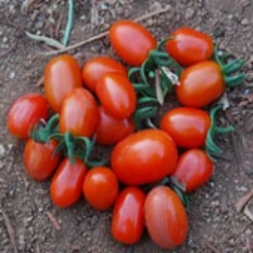 Jelly Bean Tomato (Red) TM121-20
