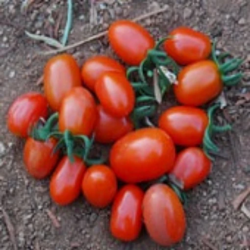 Jelly Bean Red Tomato TM121-20