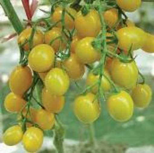 Jelly Bean Tomato (Yellow) TM396-20