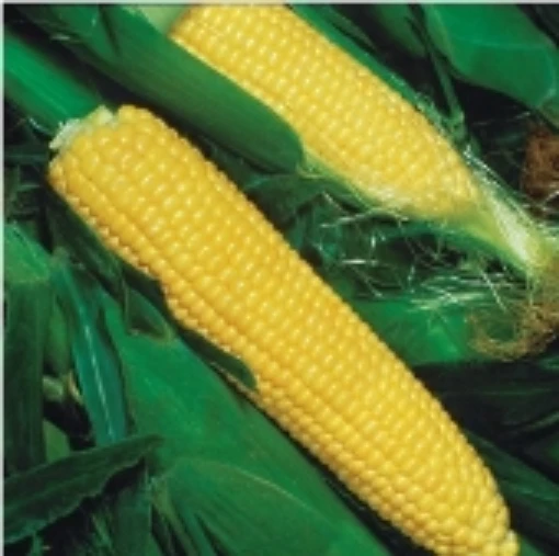 Jubilee Corn CN26-50