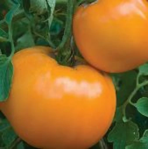 Jubilee Tomato TM70-20