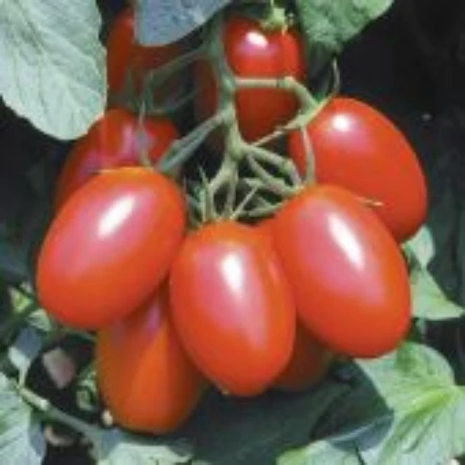 Juliet Tomato TM71-10