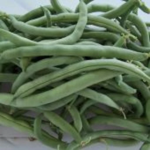 Images/products/Bush_Beans/Kentucky-Wonder-Bush-Beans-Seeds.jpg