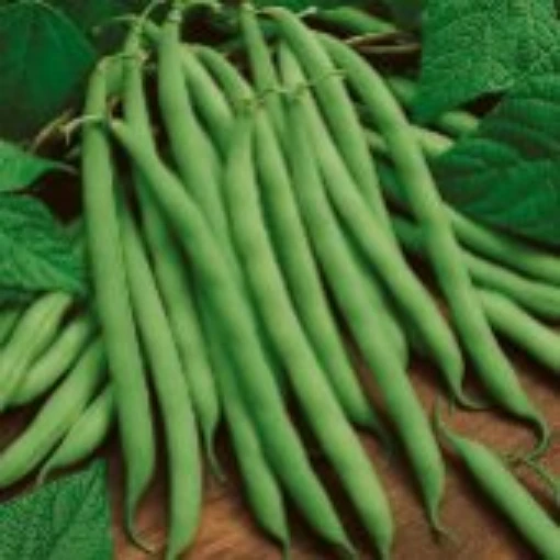 Kentucky Wonder Pole Beans BN5-50