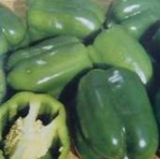 Keystone Resistant Giant #3 Peppers SP38-20