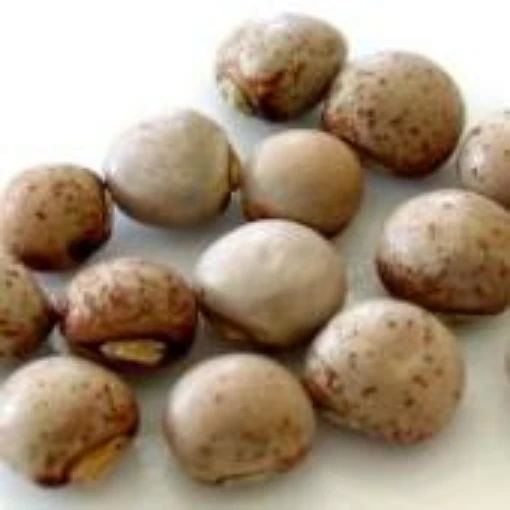 Pigeon Peas BN143-50