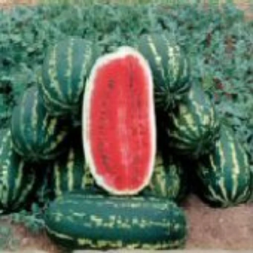 Legacy Watermelons WM60-10