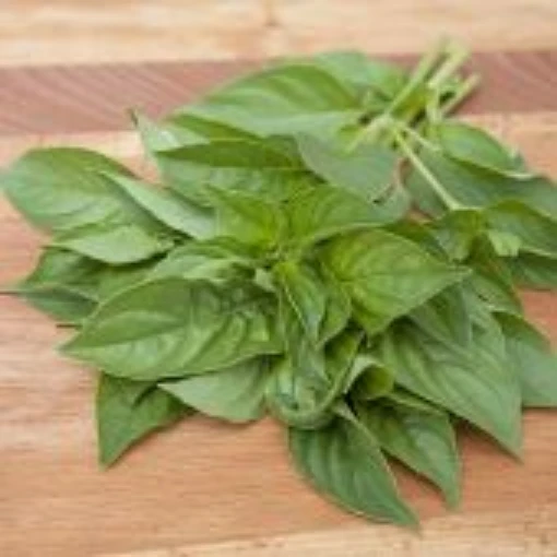 Lemon Basil HB9-100