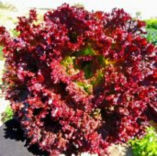 Lollo Rosa Lettuce LC7-100