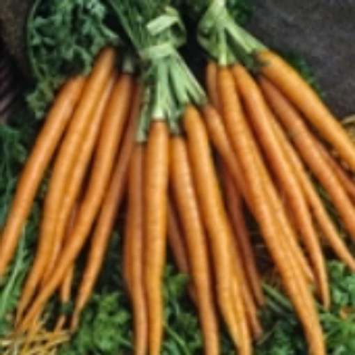 Long Orange Improved Carrots CT11-100