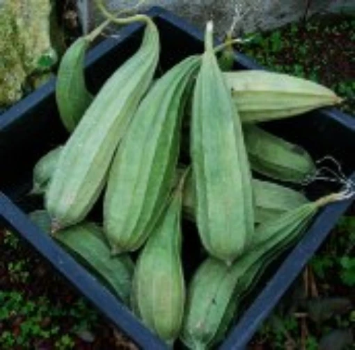 Luffa Gourds GD8-10