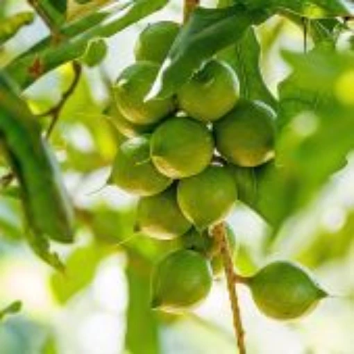 Macadamia Nut Tree TR6-5