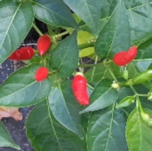 Malagueta Peppers HP1801-10