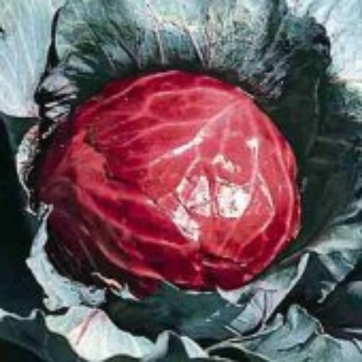 Mammoth Red Rock Cabbage CB4-50