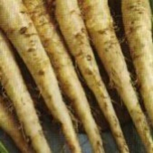 Mammoth Sandwich Island Salsify SL1-50