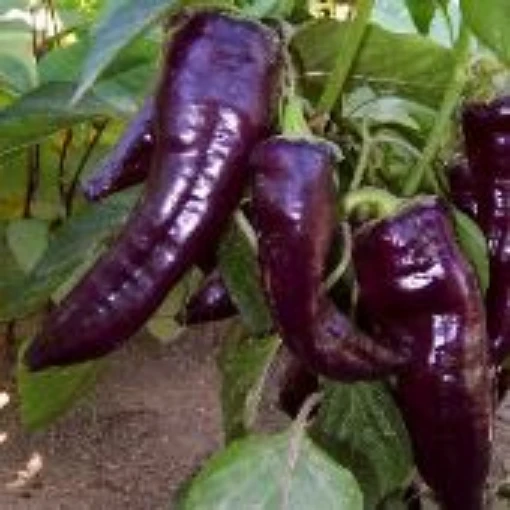 Marconi Purple Peppers SP110-10