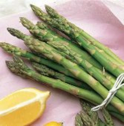 Mary Washington Asparagus AS1-20