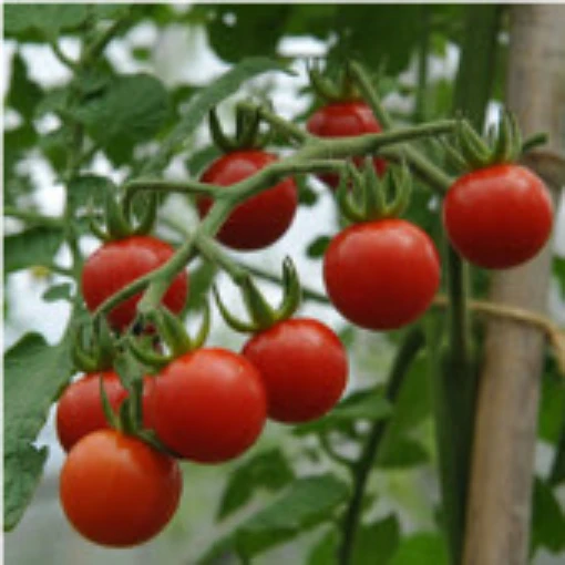 Matt's Wild Cherry Tomato TM80-20