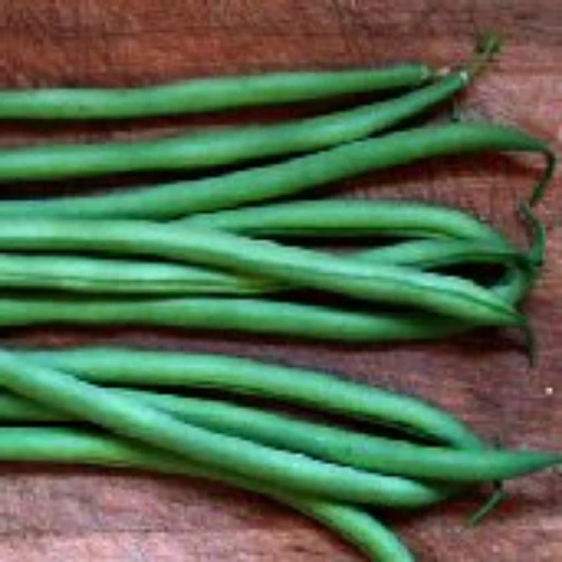 Maxibel Bush Beans BN84-50