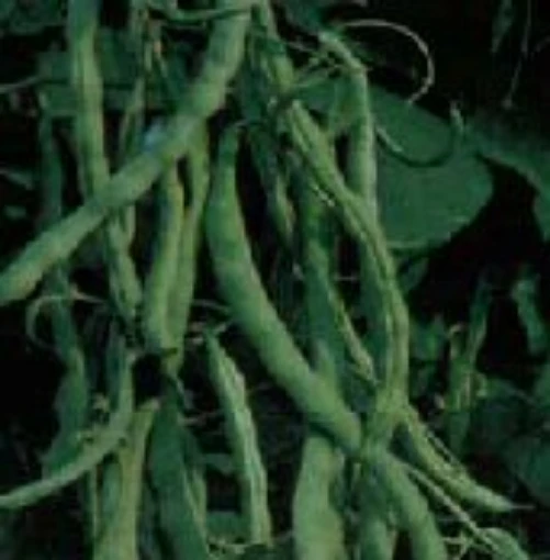 McCaslan Pole Beans BN39-50