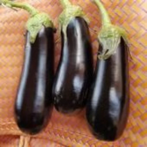 Megal Eggplants EG13-20