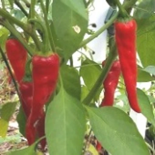 Merah Peppers HP151-20