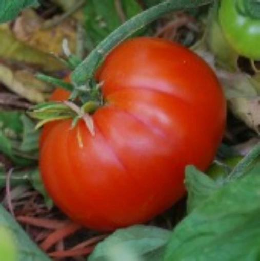 Mexico Tomato TM250-20