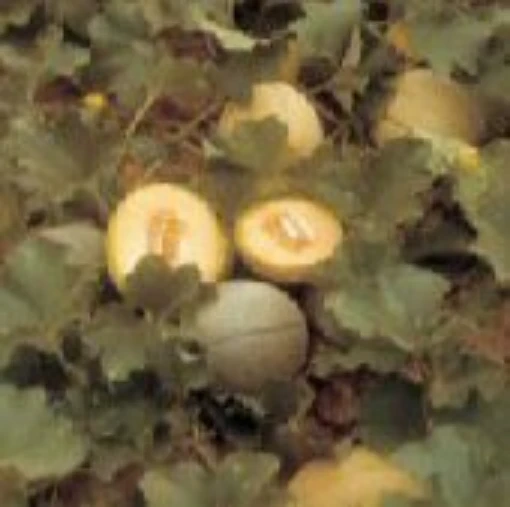 Mildew Resistant No 45 Melons CA43-20