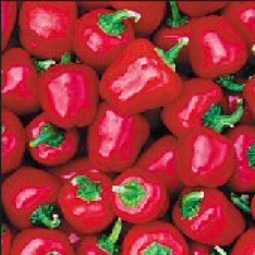 Miniature Red Bell Peppers SP198-20