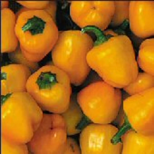 Miniature Yellow Bell Peppers SP199-20