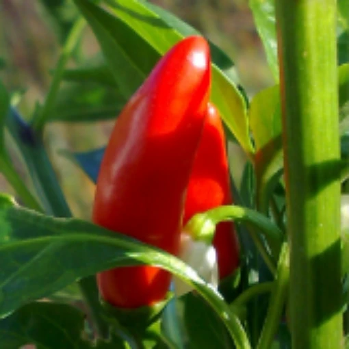 Mirasol Peppers HP154-20