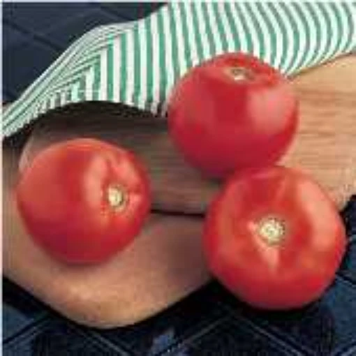 Mountain Spring Tomato TM86-20