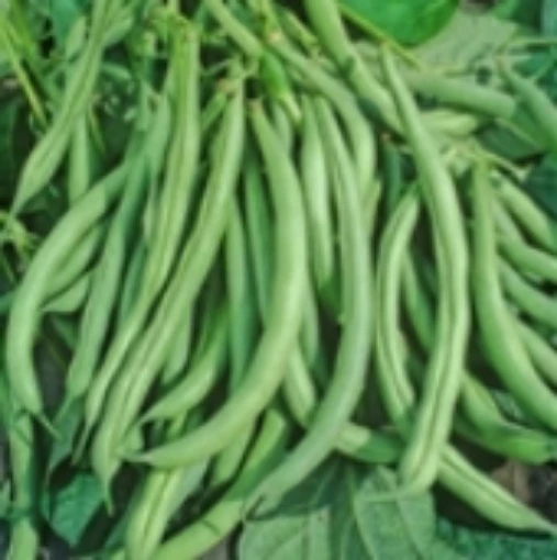 Mountaineer Half Runner Pole Beans BN55-50