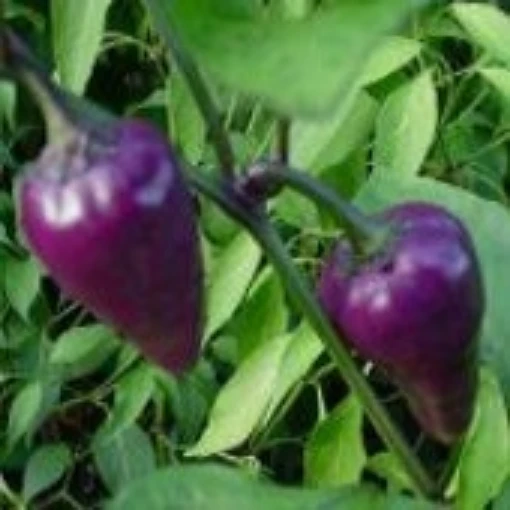 Mr Purple Peppers HP862-20