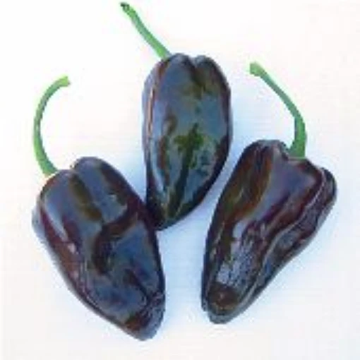 Mulato Isleno Peppers HP293-20