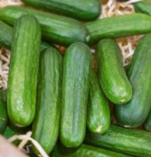 Muncher Cucumbers CU15-20
