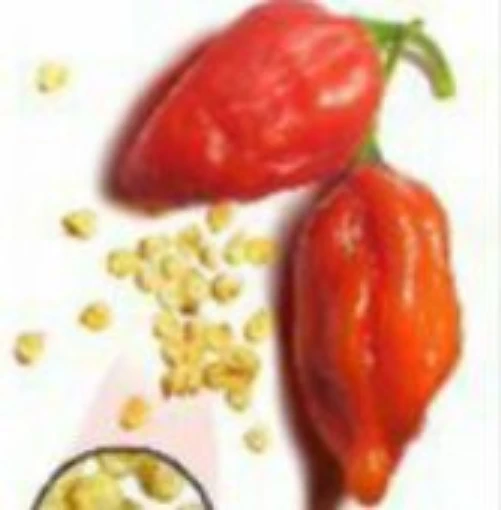 Naga Morich Peppers HP1986-10