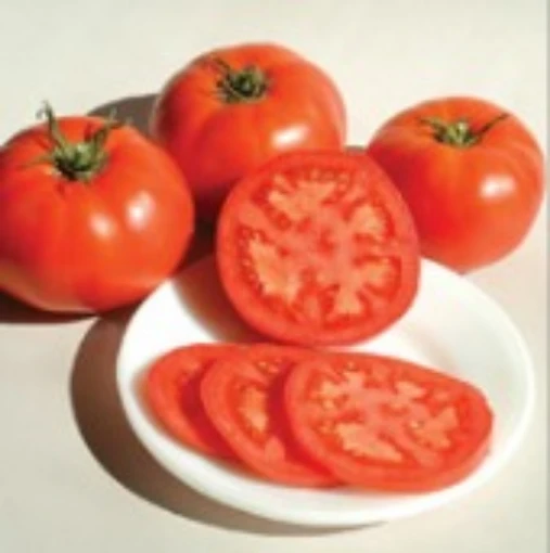 Nepal Tomato TM341-20