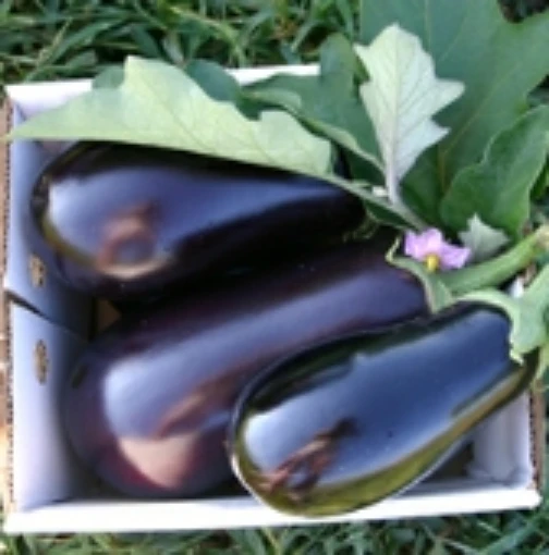 Night Shadow Eggplants EG62-20