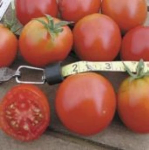 Northern Delight Tomato TM92-10