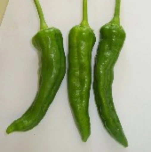 Reimer Seeds. NuMex, NuMex Pepper, NuMex Peppers, NuMex Barker's Pepper ...