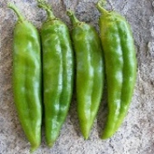 NuMex Big Jim Peppers HP163-20